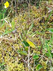 Ranunculus peruvianus