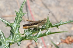 Chorthippus maritimus