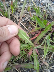 Taraxacum bessarabicum
