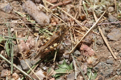 Dociostaurus maroccanus