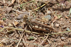 Dociostaurus maroccanus