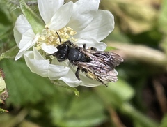 Andrena