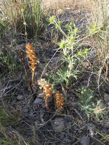 Image of Orobanche amethystea by (c) Tim Johnson, some rights reserved (CC BY)