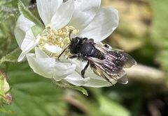 Andrena