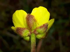 Ranunculus peruvianus