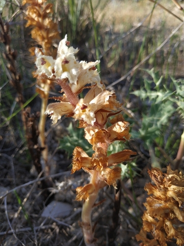 Image of Orobanche amethystea by (c) Tim Johnson, some rights reserved (CC BY)