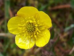 Ranunculus peruvianus