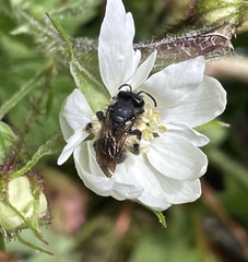 Andrena