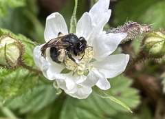 Andrena