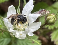 Andrena