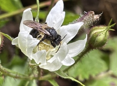 Andrena