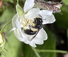 Andrena