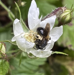 Andrena
