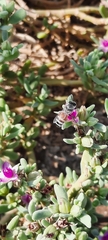 Apis florea