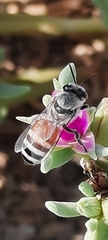 Apis florea
