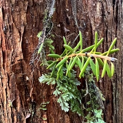 Podocarpus laetus