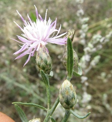 Centaurea besseriana