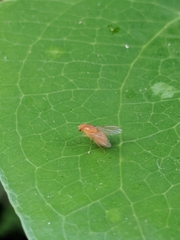 Neogriphoneura