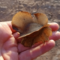 Combretum zeyheri