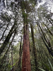 Podocarpus laetus