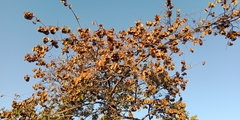 Combretum zeyheri