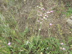 Jurinea salicifolia