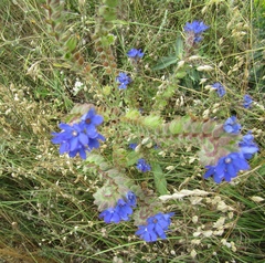 Anchusa procera