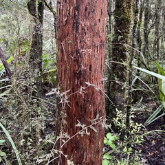 Podocarpus laetus