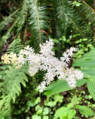 Maianthemum racemosum