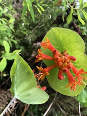 Maianthemum racemosum