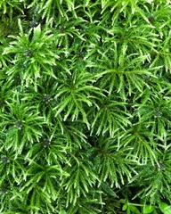 Maianthemum racemosum