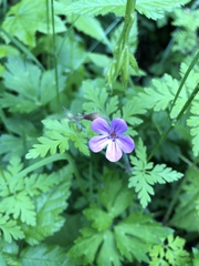 Maianthemum racemosum