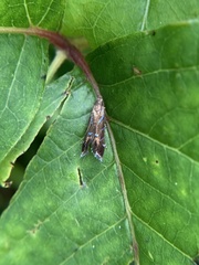 Strobisia proserpinella