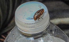 Buprestis lineata