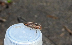 Buprestis lineata