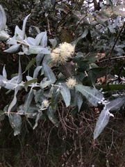 Eucalyptus crenulata