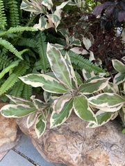 Excoecaria cochinchinensis