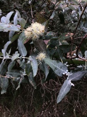 Eucalyptus crenulata