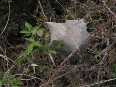 Eriogaster lanestris