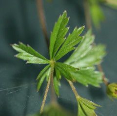 Potentilla × suberecta