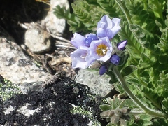 Polemonium elegans