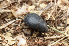 Phymatiotris quadricollis