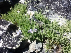 Polemonium elegans
