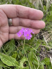 Primula hirsuta