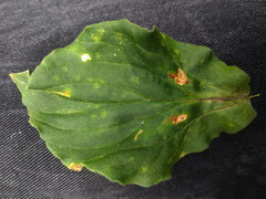 Puccinia arenariae