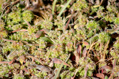 Chorizanthe cuspidata