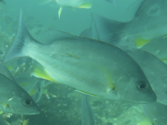 Lutjanus fulviflamma