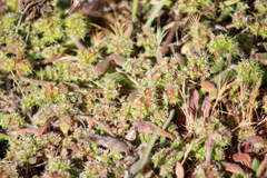 Chorizanthe cuspidata