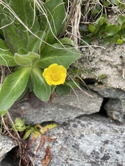 Geum montanum