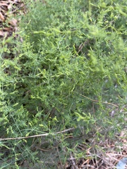 Asparagus fasciculatus